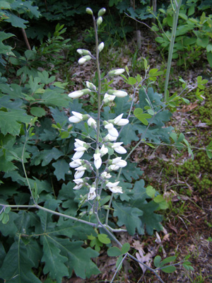 Baptisia alba var. macrophylla