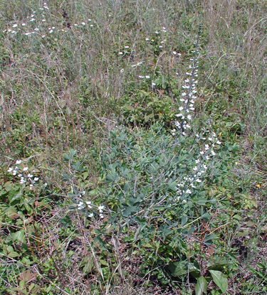 Baptisia alba var. macrophylla