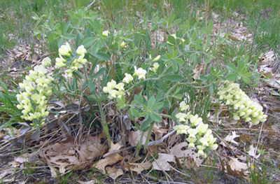 Baptisia bracteata var. leucophaea*