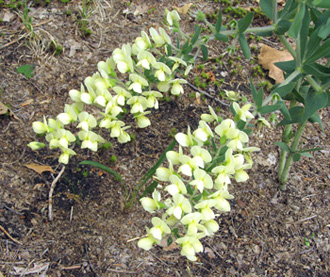 Baptisia bracteata var. leucophaea*