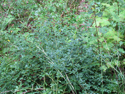 Baptisia tinctoria