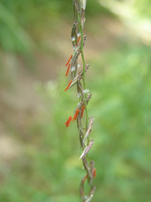 Bouteloua curtipendula