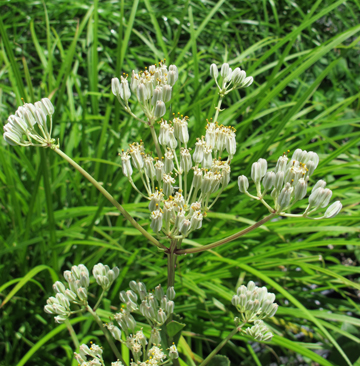 Cacalia plantaginea