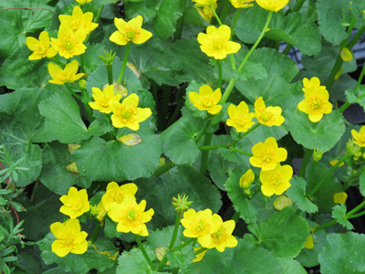 Caltha palustris