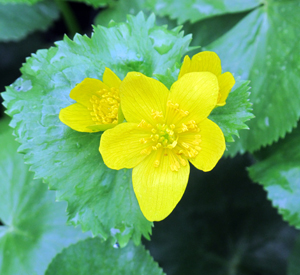 Caltha palustris