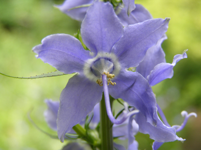 Campanula americana