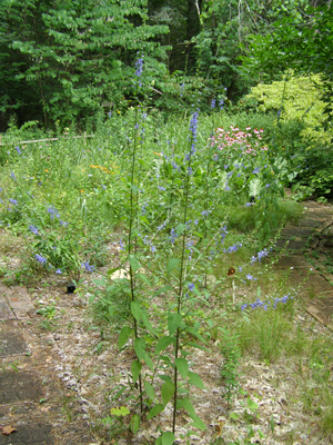 Campanula americana