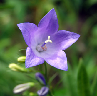 Campanula rotundifolia