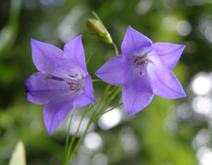 Campanula rotundifolia