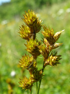 Carex bicknellii