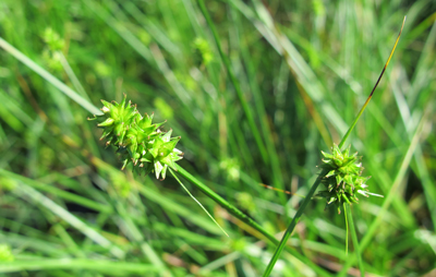 Carex cephalophora