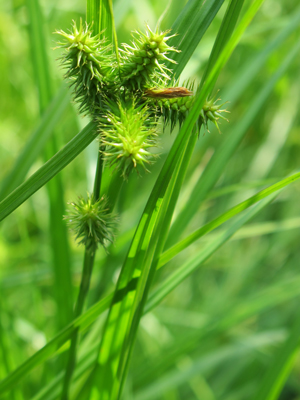 Carex comosa