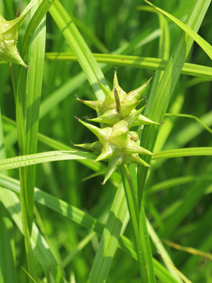 Carex grayi