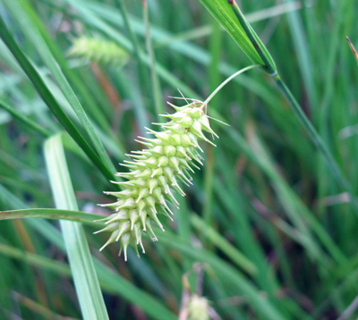 Carex hystericina