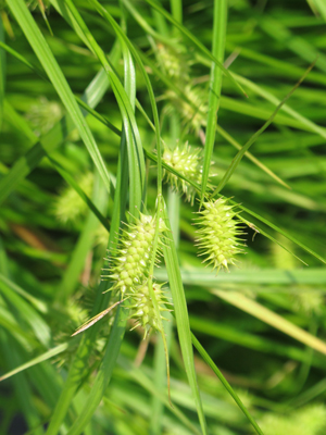 Carex hystericina