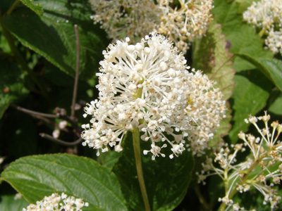 Ceanothus americanus