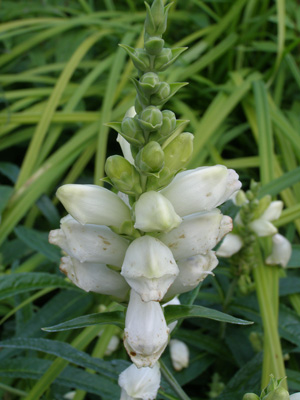 Chelone glabra