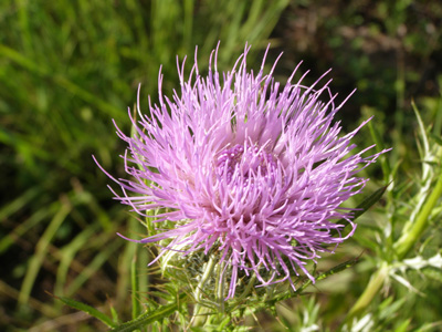 Cirsium discolor