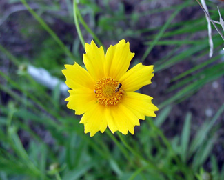 Coreopsis lanceolata