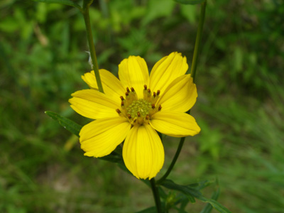 Coreopsis palmata