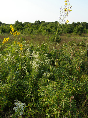 Coreopsis tripteris