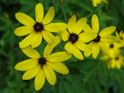 Coreopsis tripteris