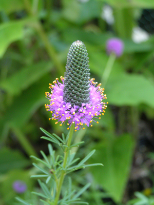 Dalea purpurea*