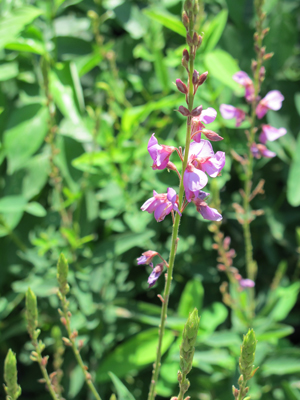 Desmodium canadense