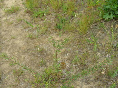 Desmodium sessilifolium