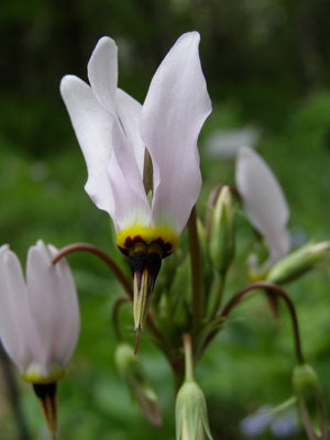 Dodecatheon meadia*