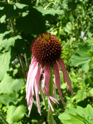 Echinacea pallida*