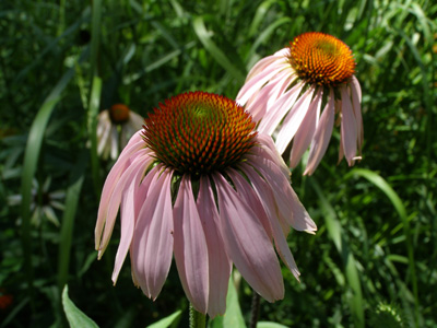 Echinacea purpurea*