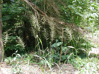 Elymus hystrix