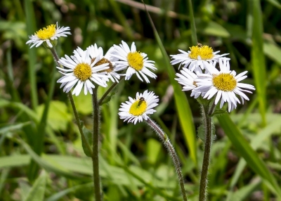 Erigeron pulchellus*