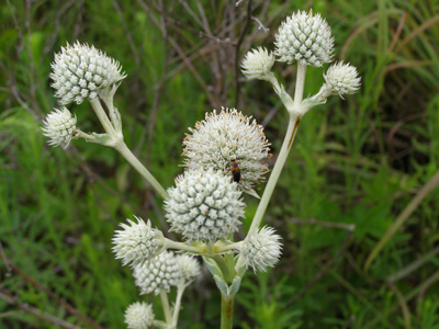 Eryngium yuccifolium