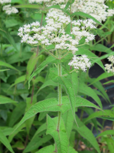 Eupatorium perfoliatum