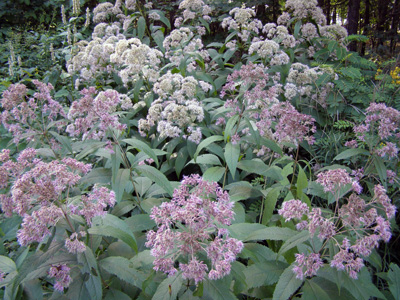 Eupatorium purpureum