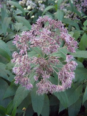 Eupatorium purpureum