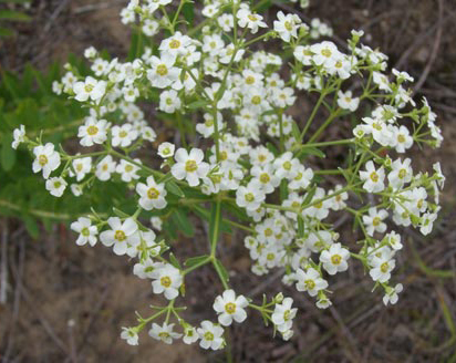 Euphorbia corollata