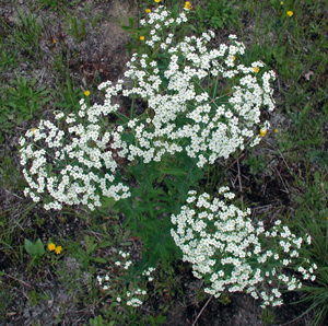 Euphorbia corollata