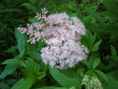 Filipendula rubra