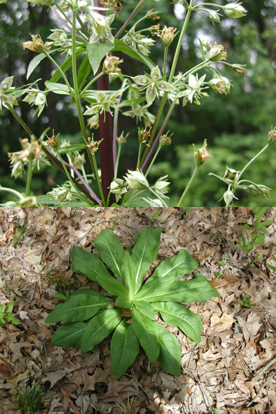 Frasera caroliniensis