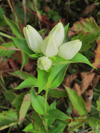 Gentiana alba