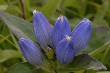 Gentiana andrewsii