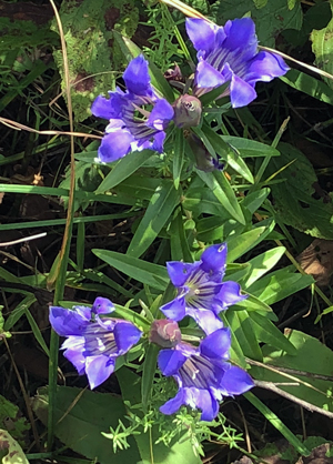 Gentiana puberulenta