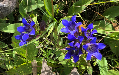 Gentiana puberulenta