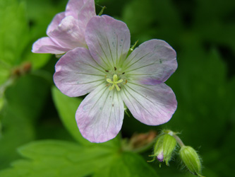 Geranium maculatum