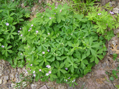 Geranium maculatum