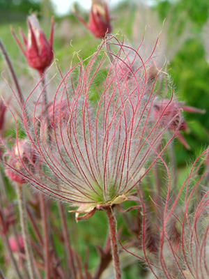 Geum triflorum