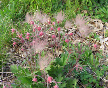 Geum triflorum